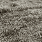 SONY DSC