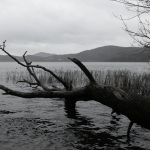 SONY DSC